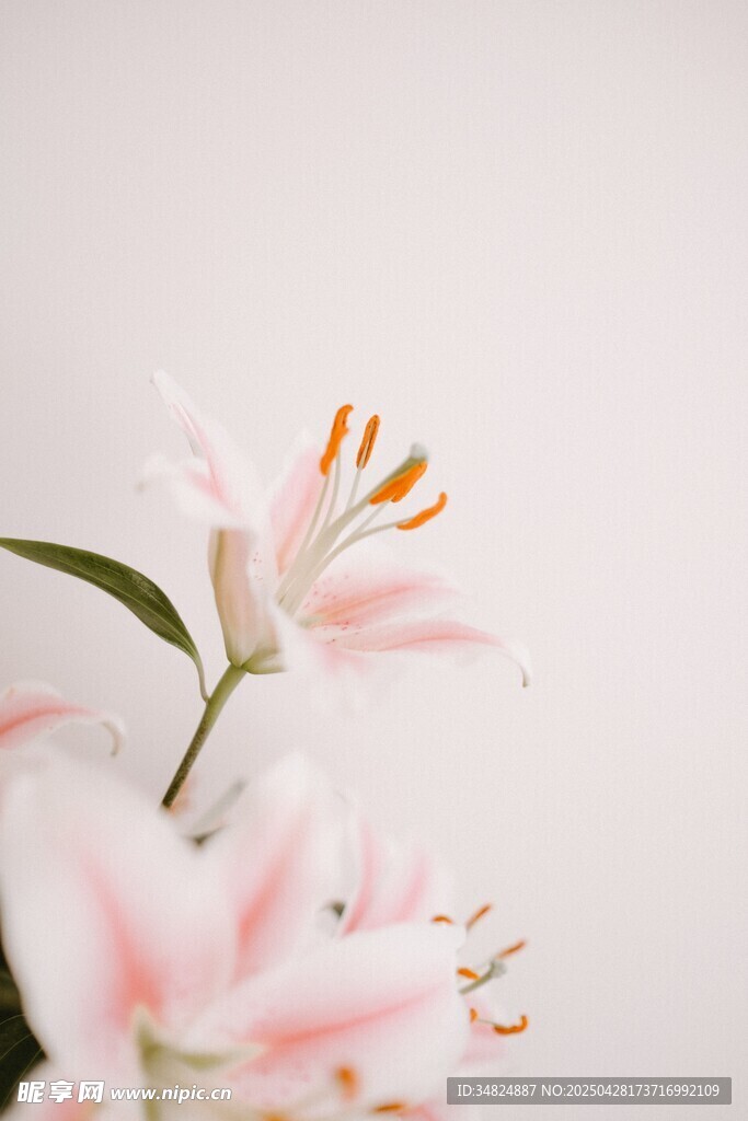 粉色百合花特写