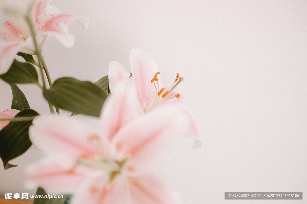 粉色百合花特写