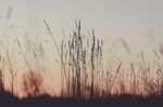夕阳下的芦苇剪影