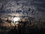 夕阳下飞鸟穿梭于草木间