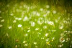 春日草地繁花点点