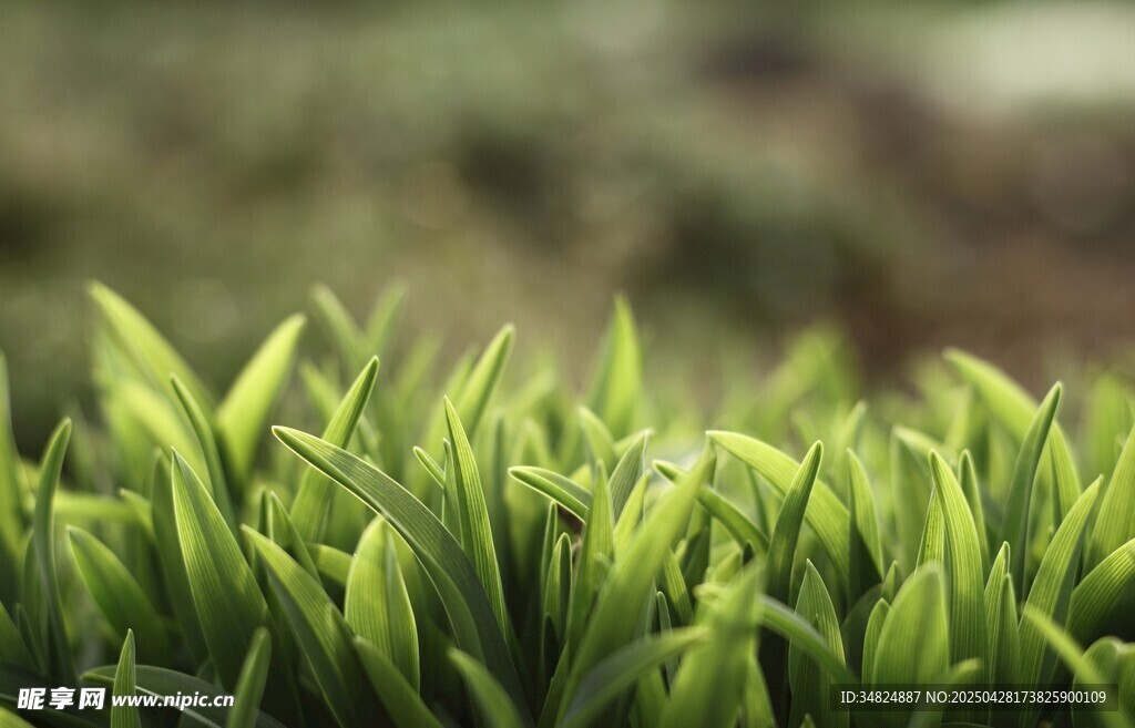 嫩绿茶芽生机盎然