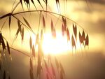 夕阳下的麦穗