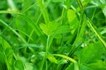 翠绿生机盎然的鲜嫩野草