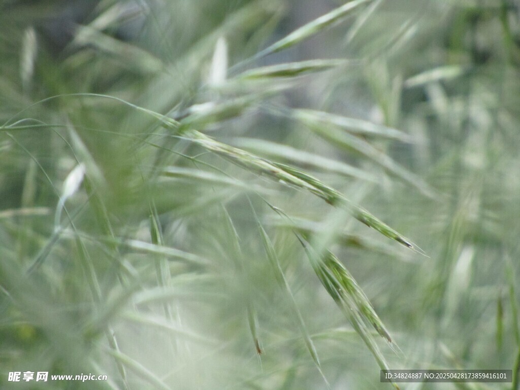 清新绿意中的细长叶片