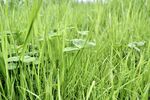 翠绿田野中的鲜嫩青草