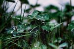 雨后翠绿三叶草生机盎然