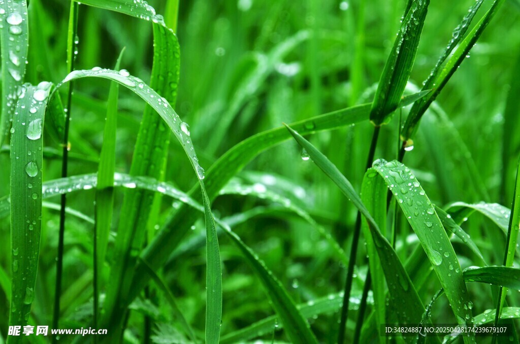 雨后嫩绿青草