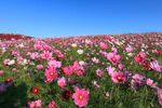 波斯菊花海