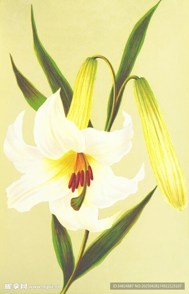 优雅绽放的白色百合花