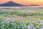 花海映晚霞