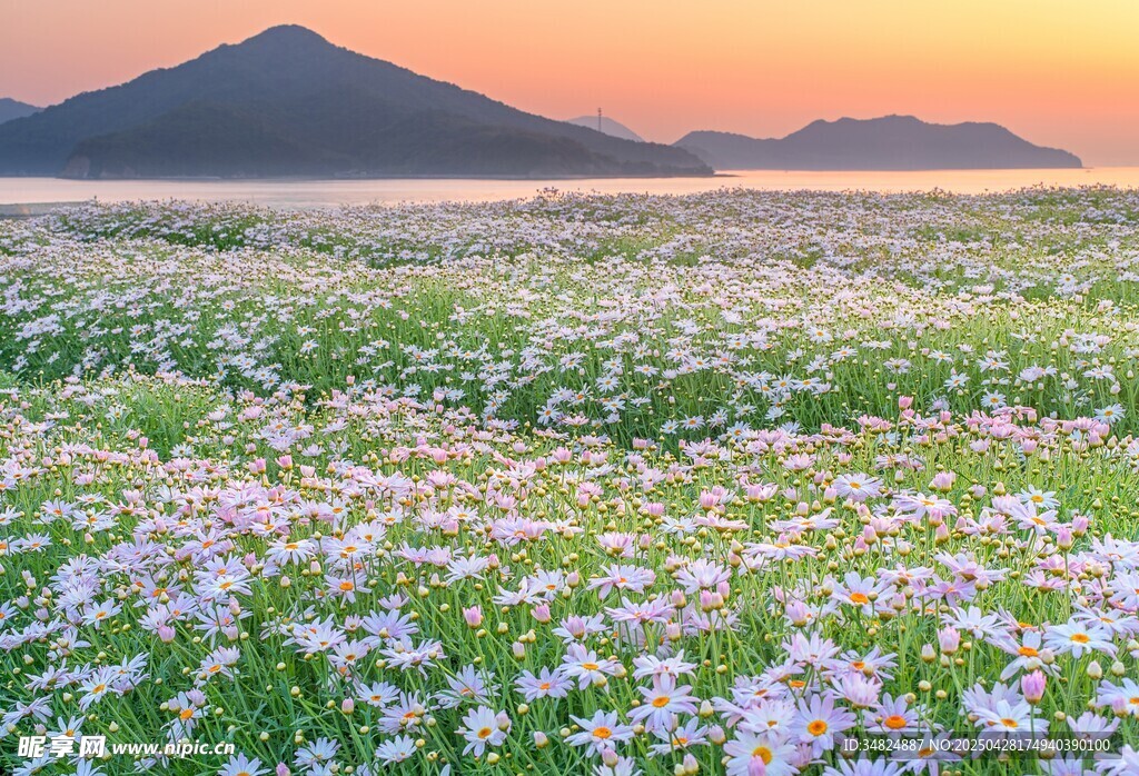 花海映晚霞