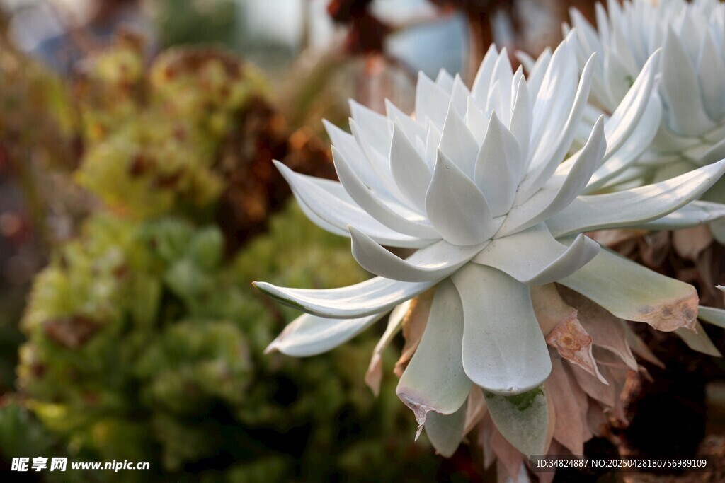白色仙人掌花特写
