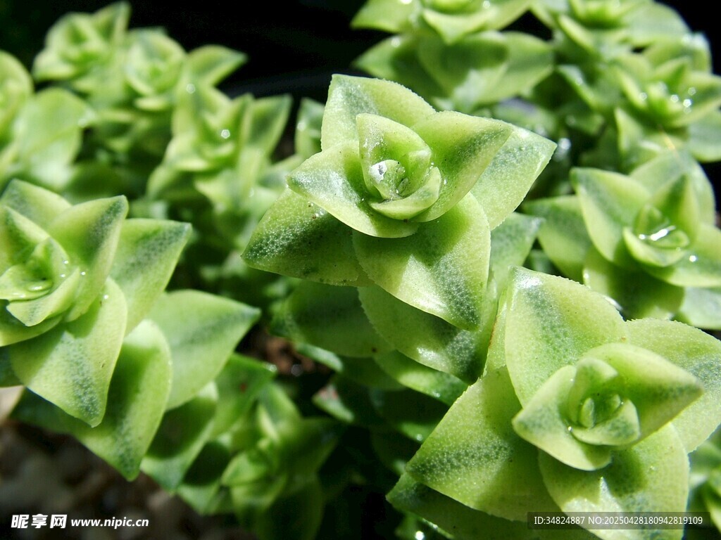 翠绿多肉植物
