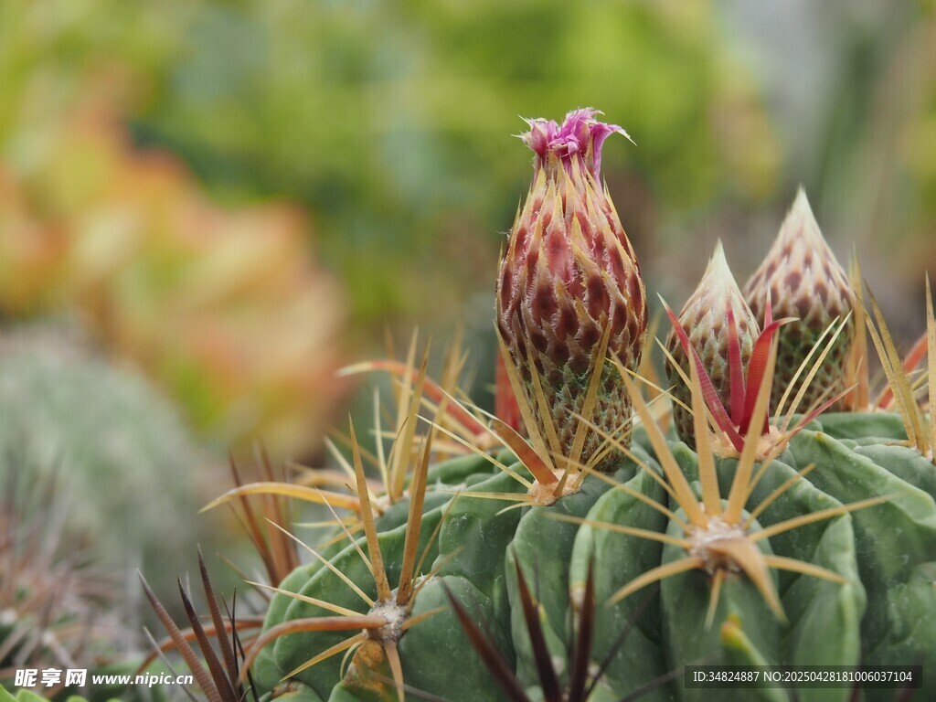 仙人掌花苞