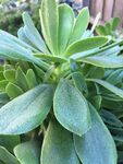 翠绿多肉植物特写