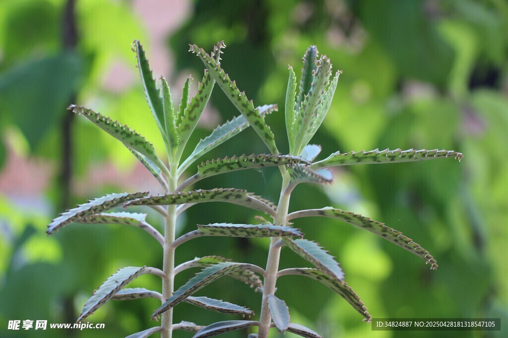 翠绿植物特写
