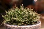 精致盆栽绿植特写