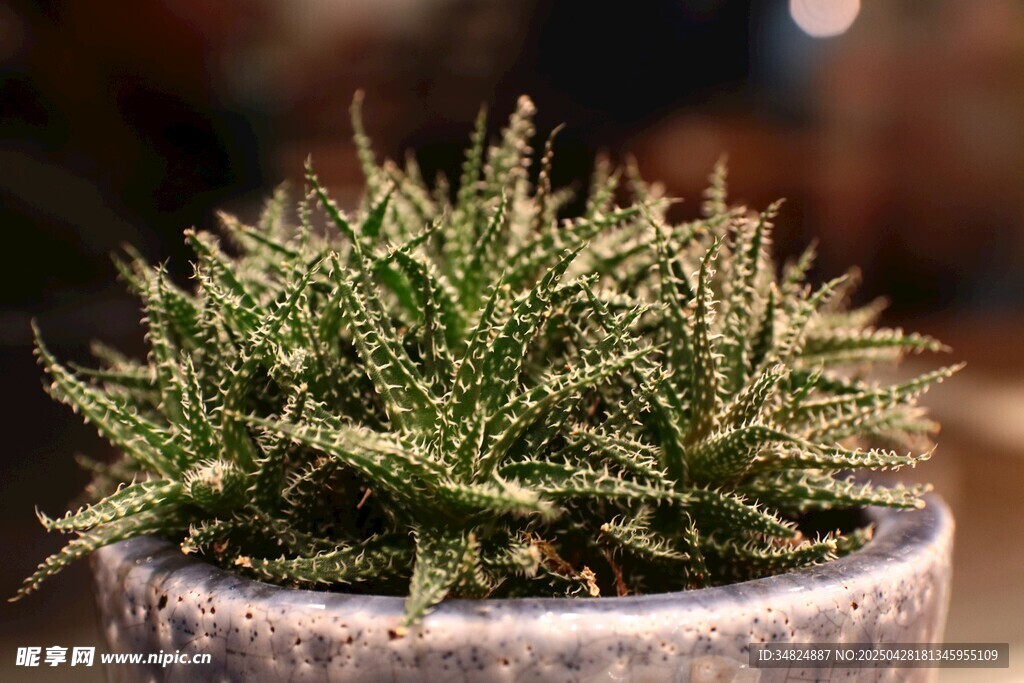 精致盆栽绿植特写