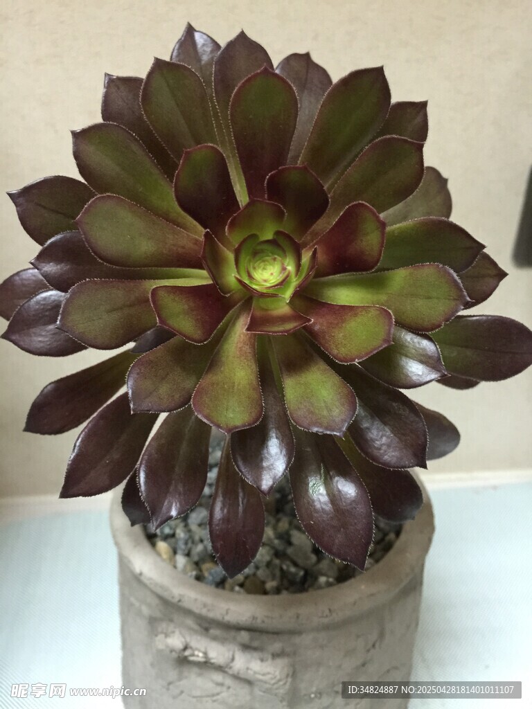 紫绿多肉植物盆栽