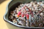 盆中多肉绽放艳丽小花