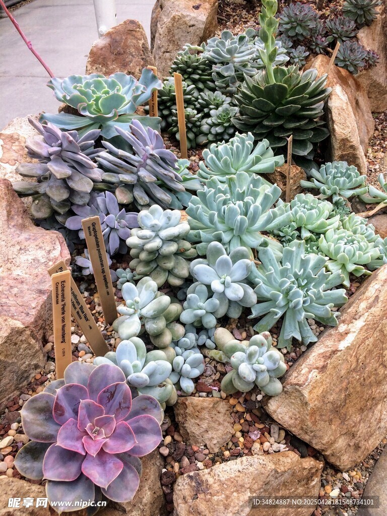 多彩多肉植物