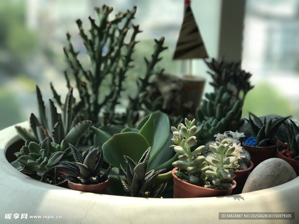 精致盆栽中的多样多肉植物