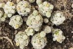 白色菌类植物特写画面