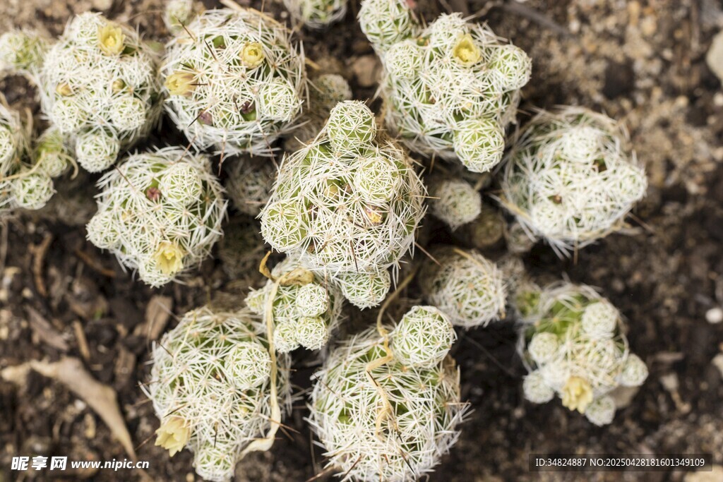 白色菌类植物特写画面