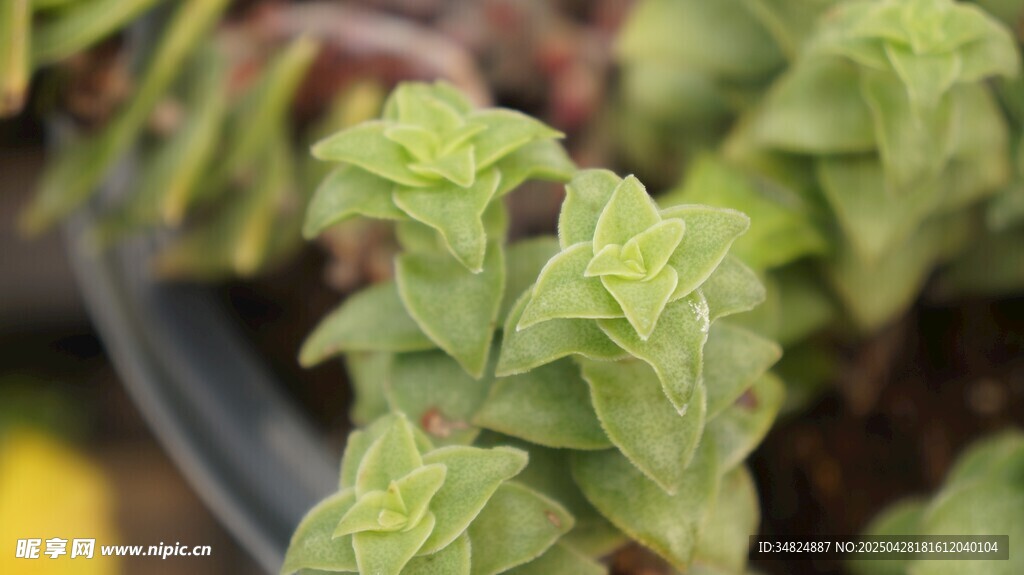 嫩绿清新的多肉植物叶片
