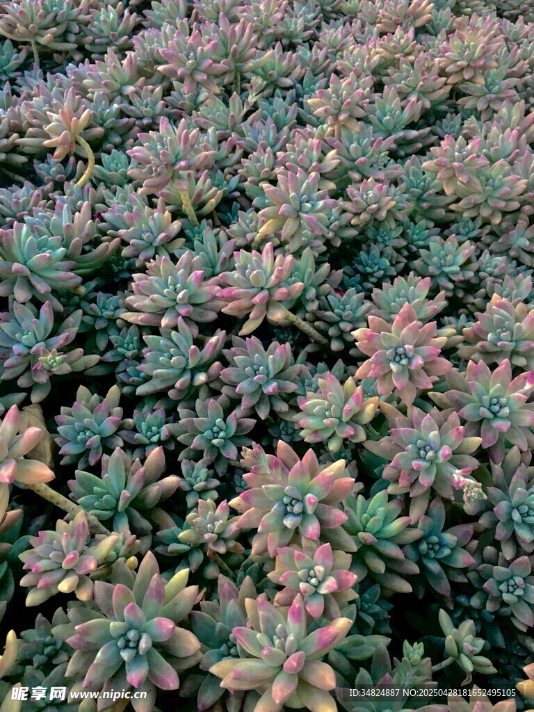 多彩多肉植物密集生长