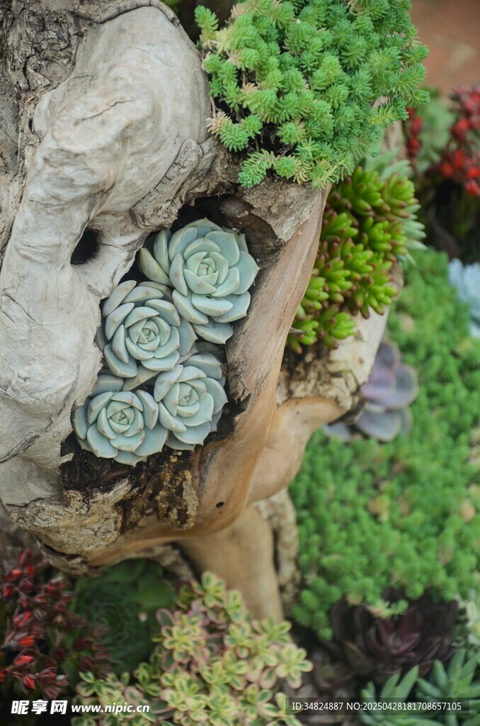 枯木上的多肉植物景观