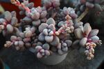 可爱多肉植物盆栽展示