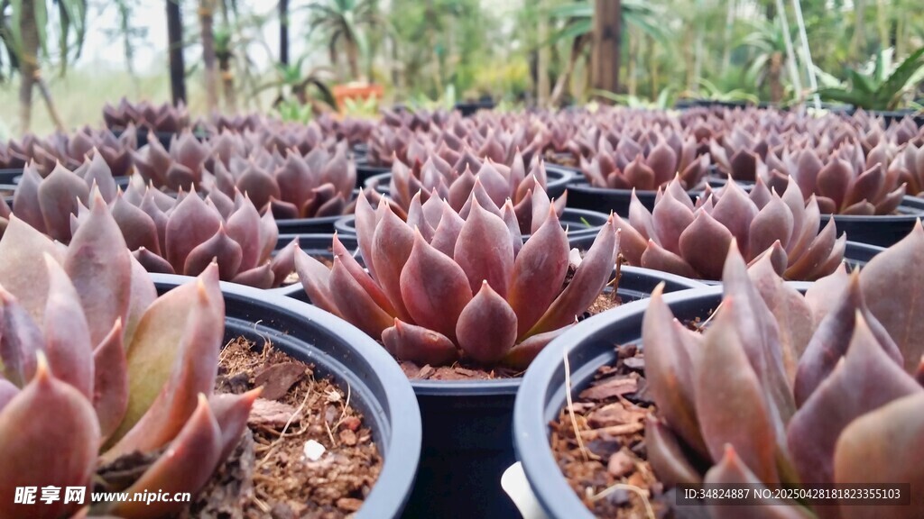 多肉植物盆栽展示