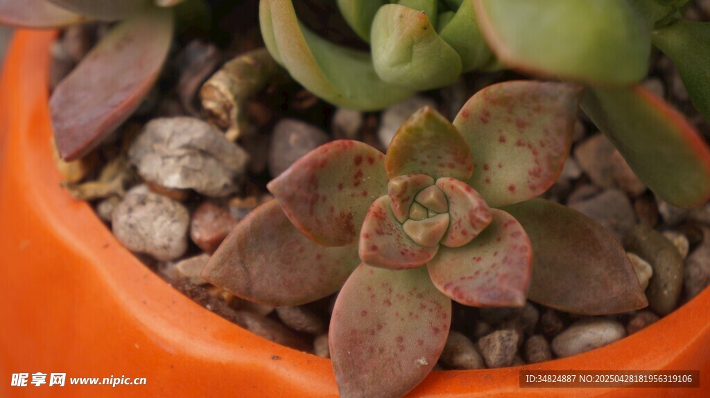 橙色花盆中的多肉植物
