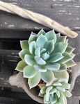 清新多肉植物盆栽展示