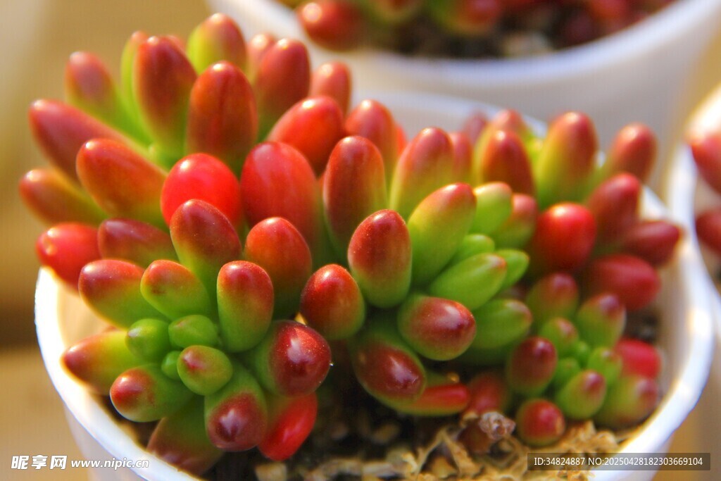 多彩小盆栽多肉植物