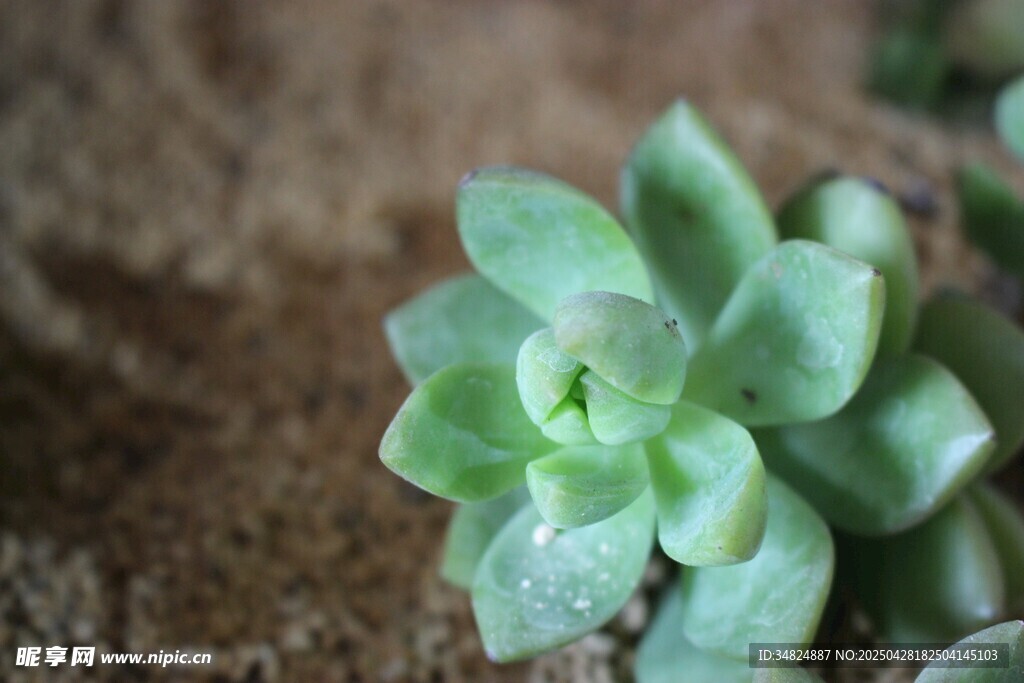 小巧多肉植物特写