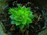 翠绿多肉植物生机盎然