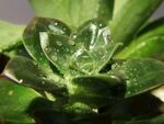 晶莹露珠点缀翠绿叶片