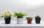 多彩盆栽展示