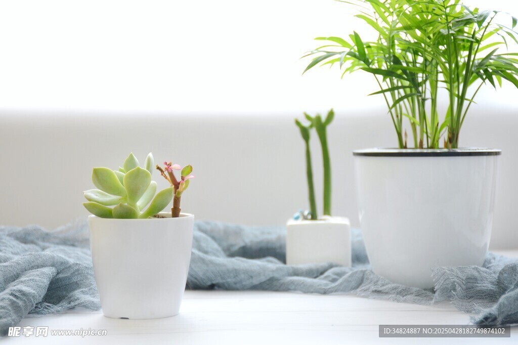 清新多肉绿植室内小景