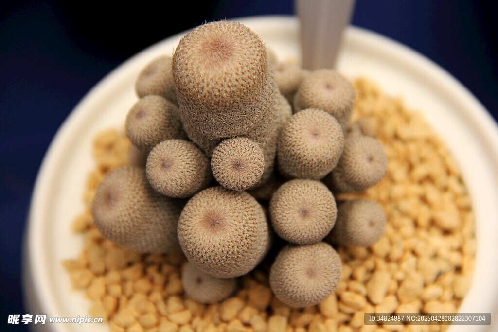多肉植物组合盆栽