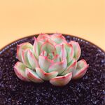 粉嫩多肉植物特写