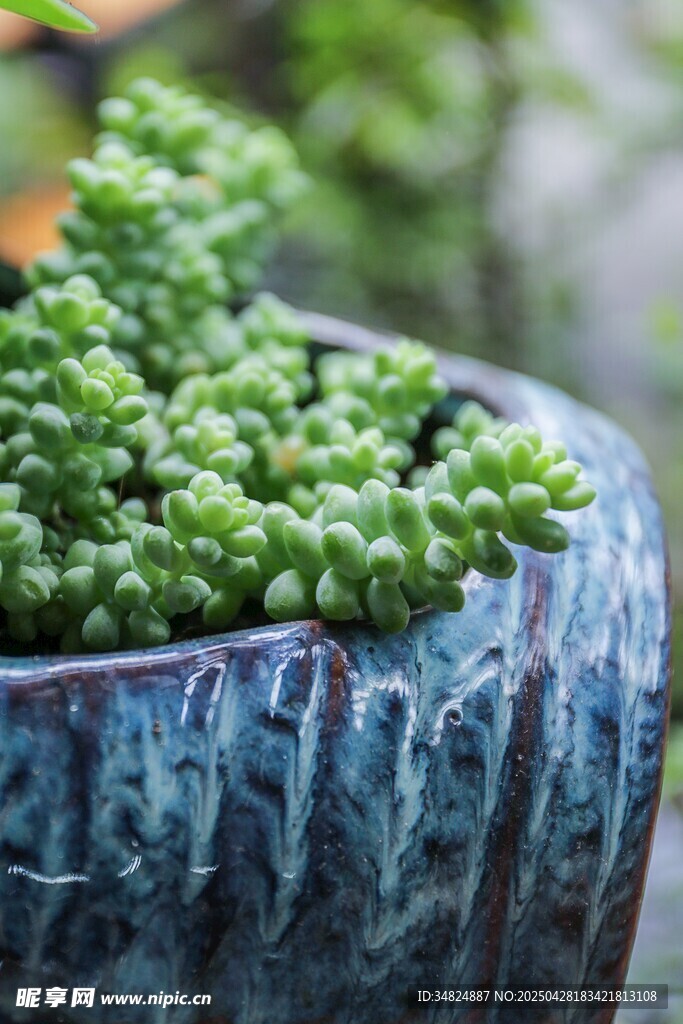 精致盆栽中的翠绿多肉植物