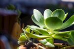 翠绿多肉植物生机盎然