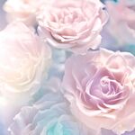 梦幻柔美粉白玫瑰花束