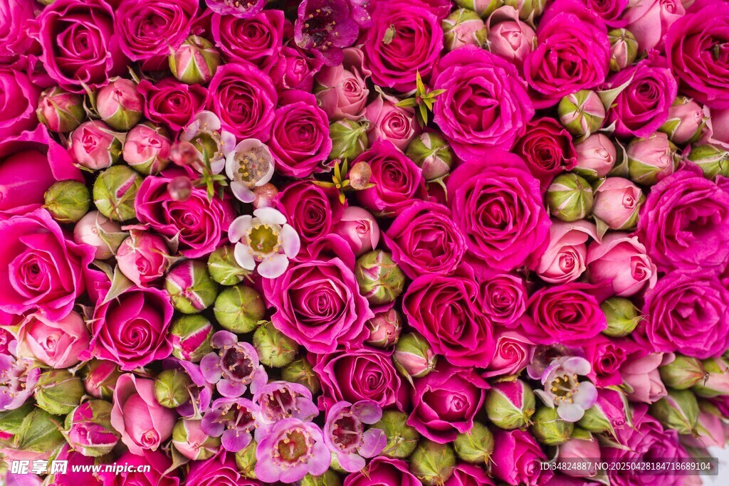 玫瑰花