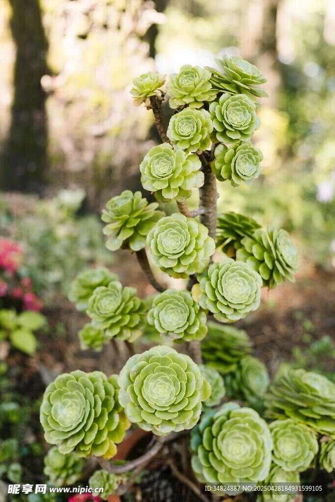 独特造型的多肉植物