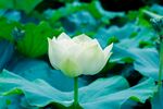 洁白荷花绽放于绿叶间